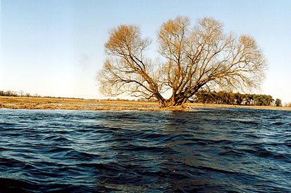 Havelabzweig - Gülper Havel unter Hochwasser