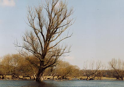 Auenlandschaft bei Hochwasser